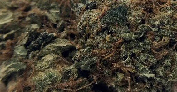 ak 1995 strain