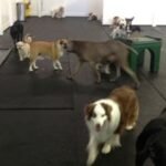 dog daycare jacksonville fl