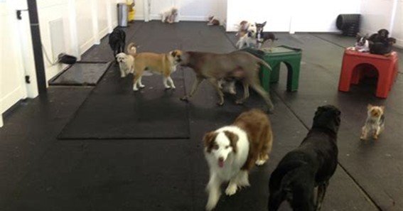 dog daycare jacksonville fl
